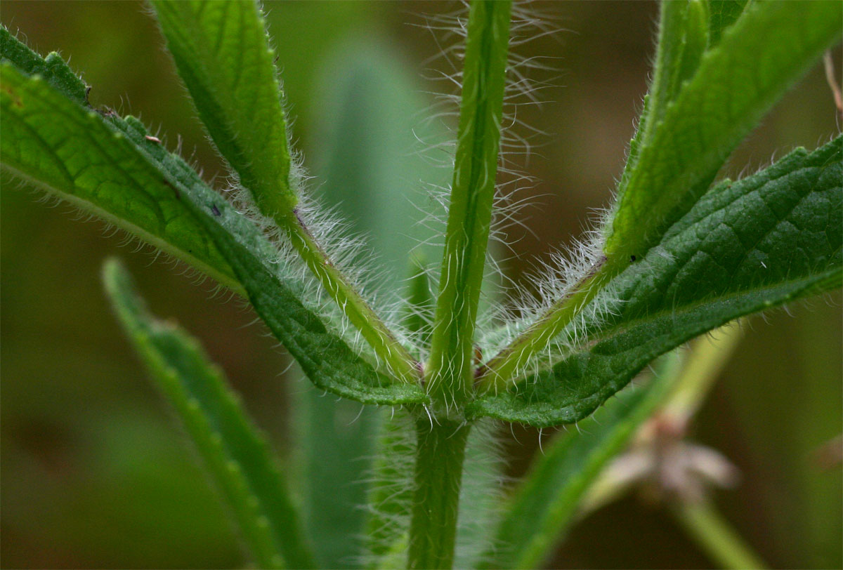 Syncolostemon bracteosus Syncolostemon bracteosus