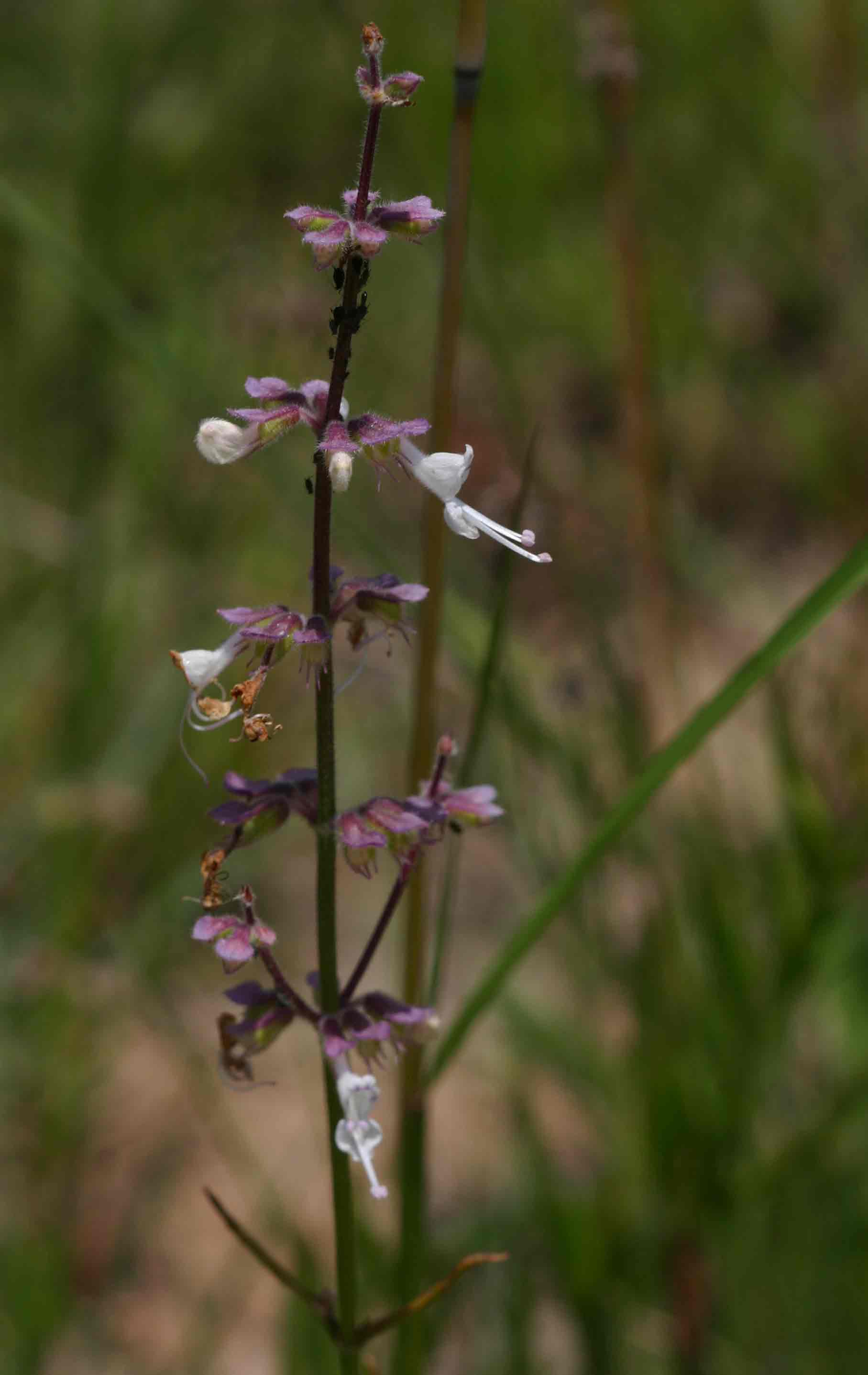 Syncolostemon canescens