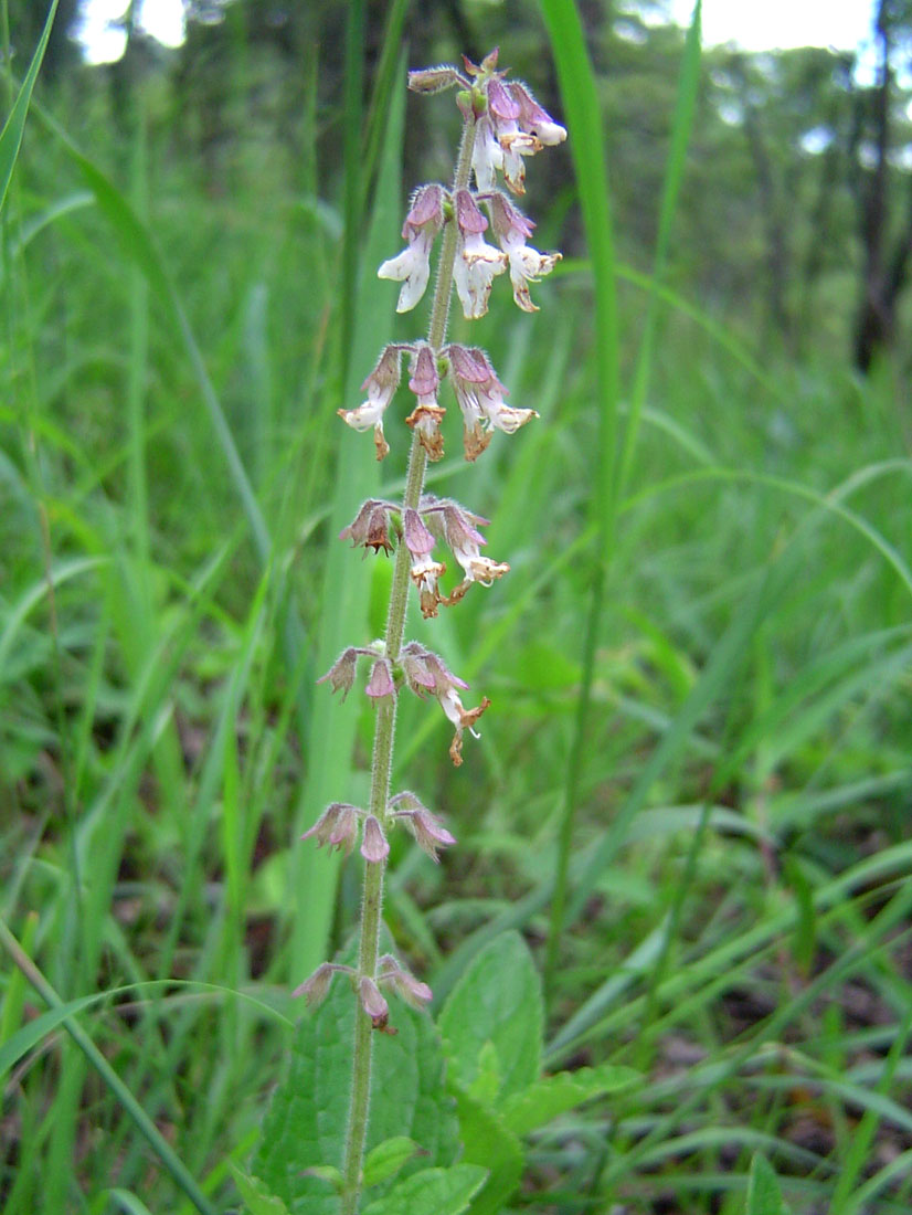 Syncolostemon canescens Syncolostemon canescens