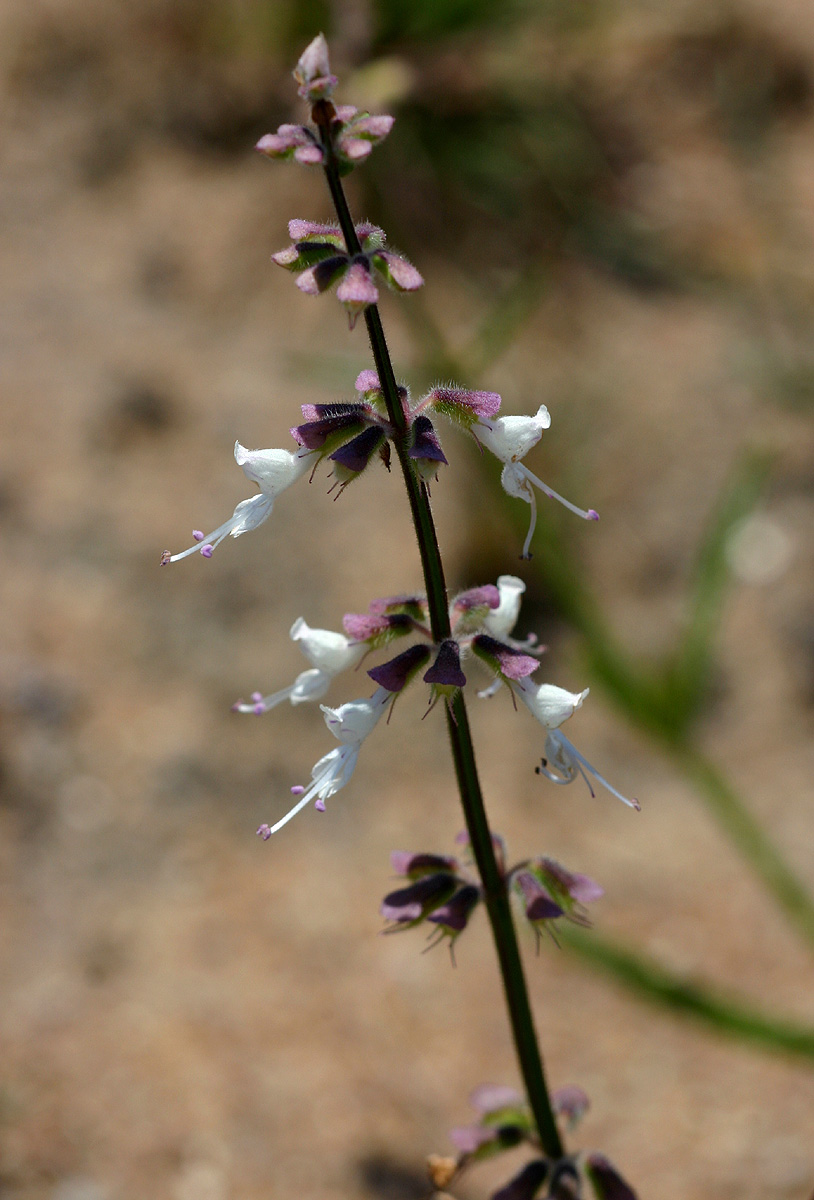 Syncolostemon canescens