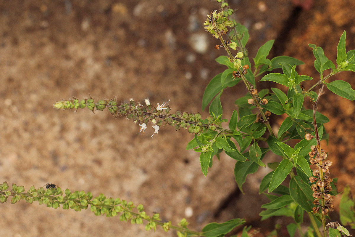 Ocimum americanum Ocimum americanum