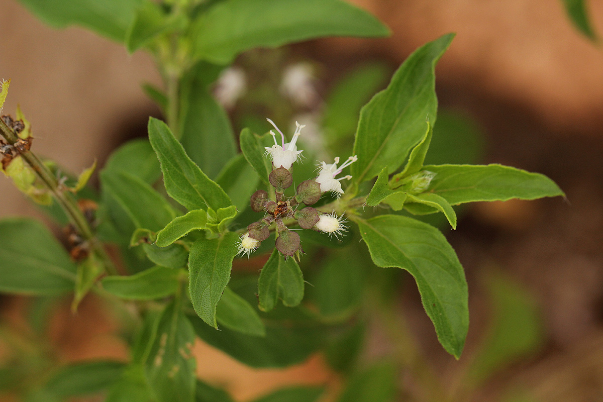 Ocimum americanum