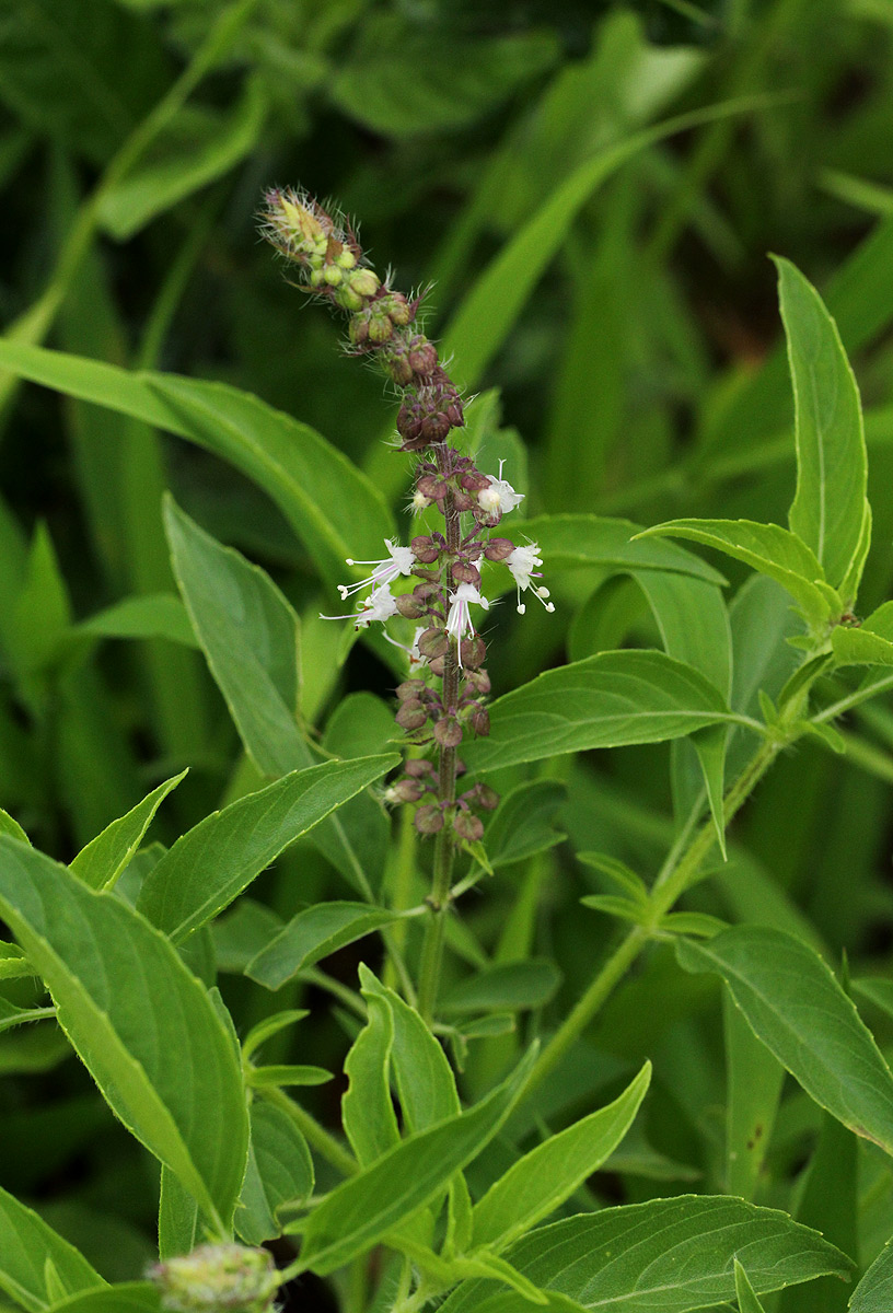 Ocimum americanum Ocimum americanum