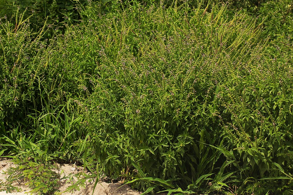 Ocimum americanum