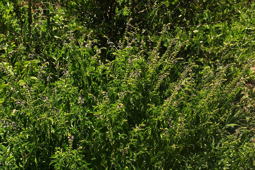 Ocimum americanum