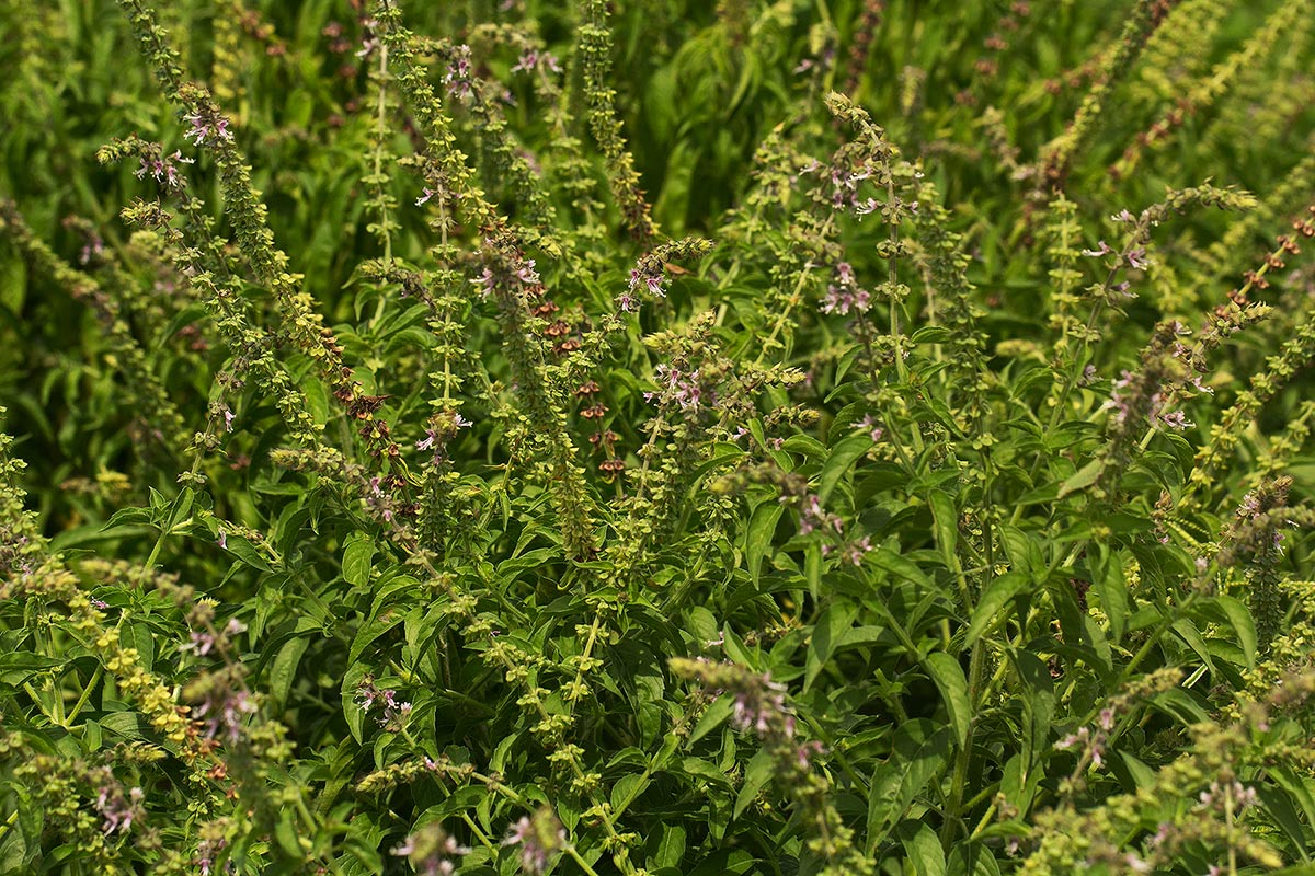 Ocimum americanum Ocimum americanum