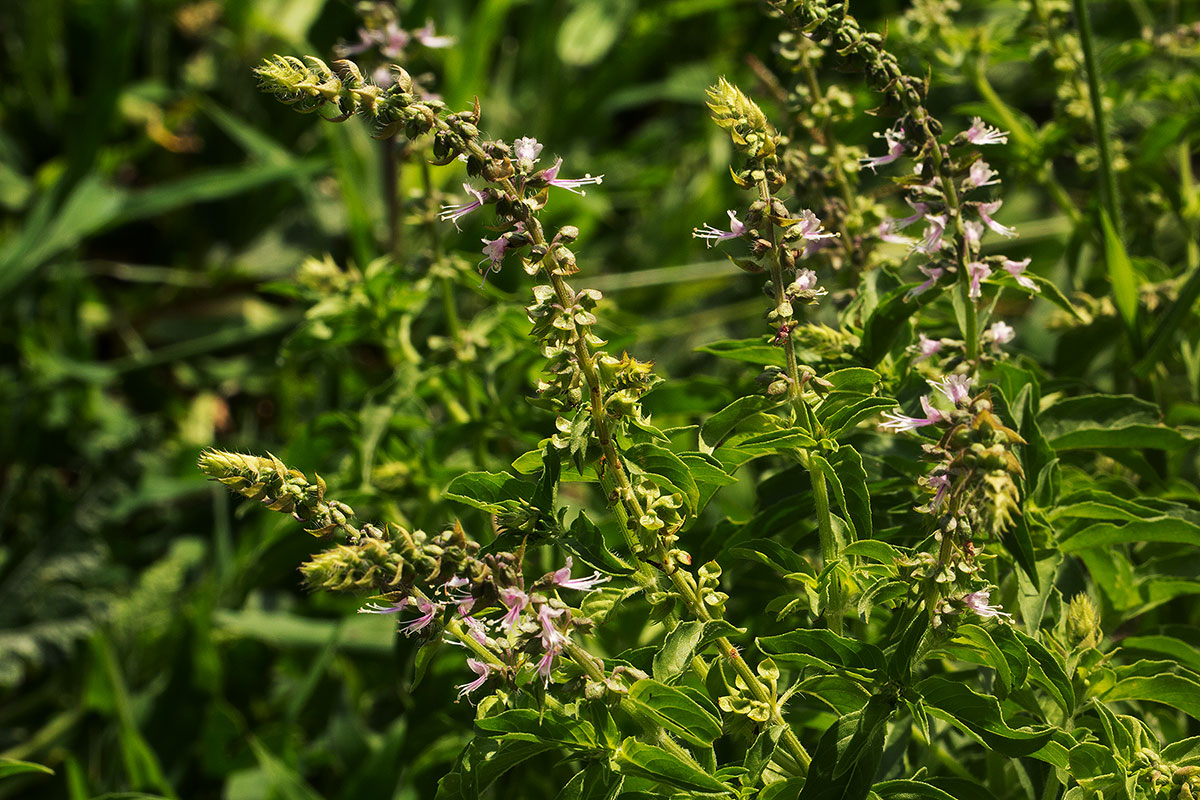 Ocimum americanum