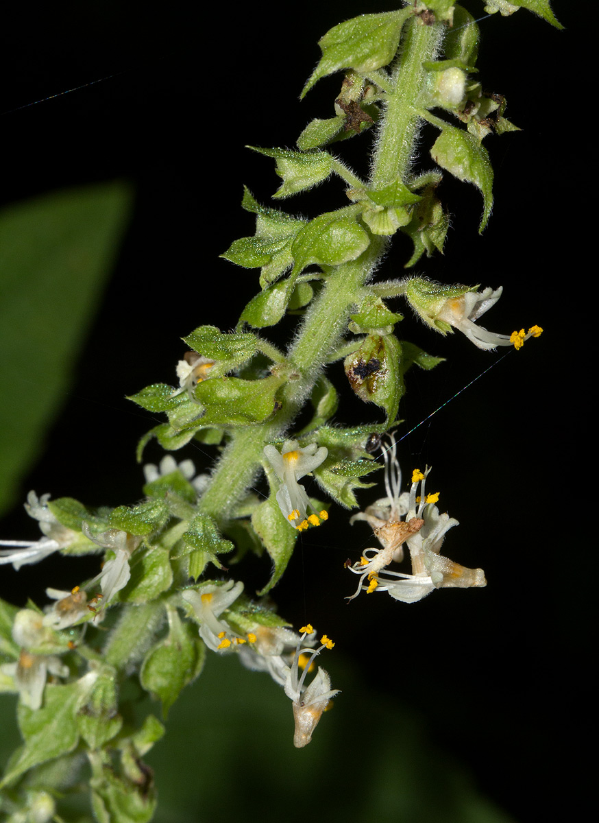 Ocimum gratissimum subsp. gratissimum var. gratissimum