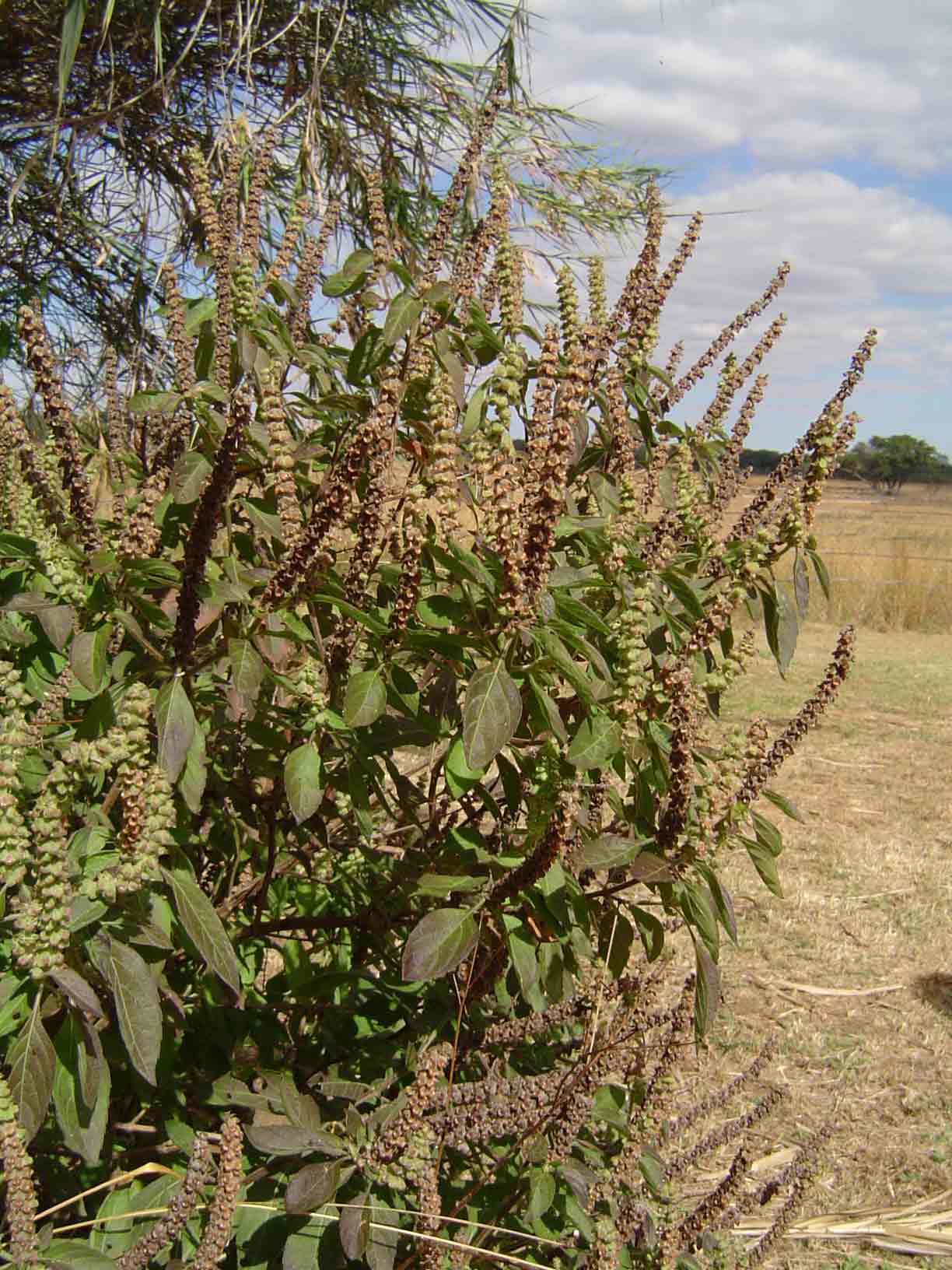 Ocimum gratissimum subsp. gratissimum var. gratissimum