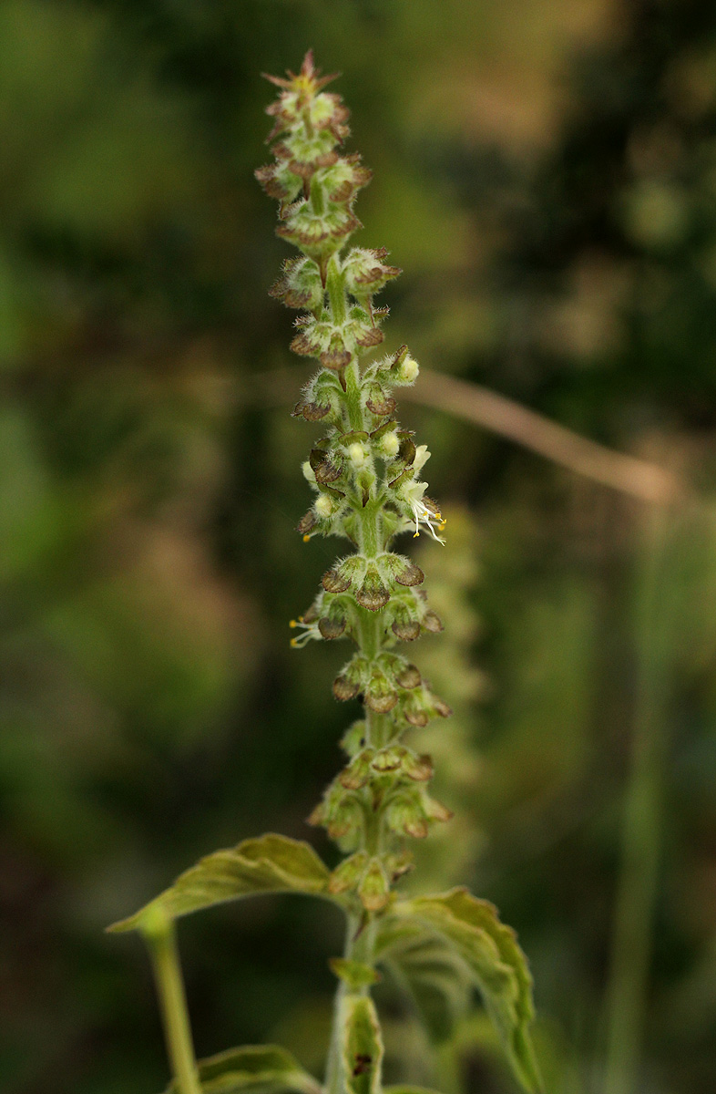 Ocimum gratissimum subsp. gratissimum var. gratissimum