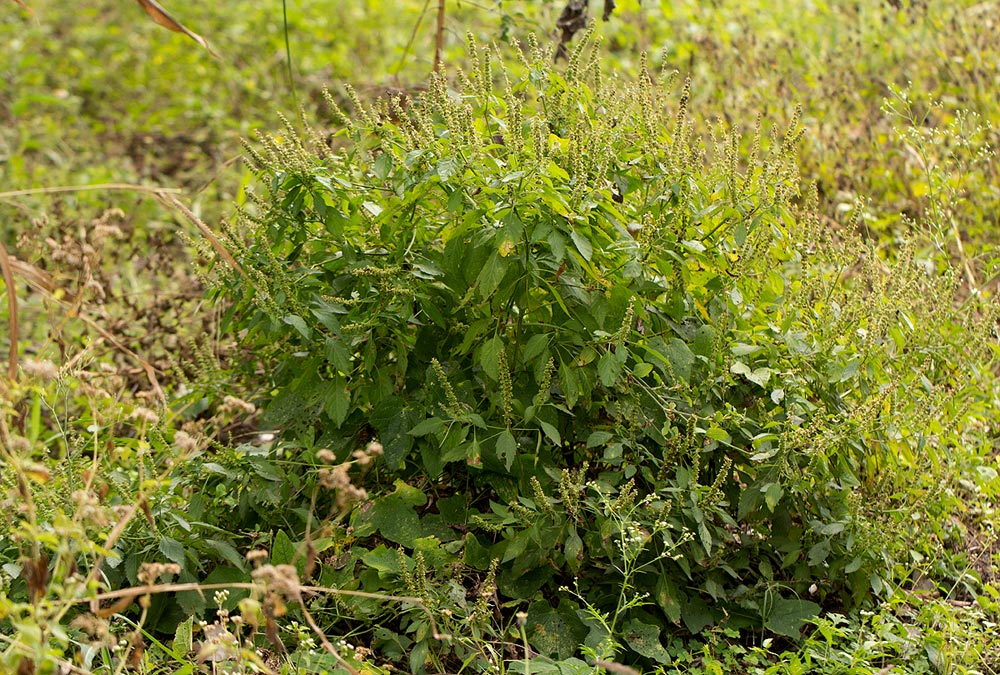 Ocimum gratissimum subsp. gratissimum var. gratissimum