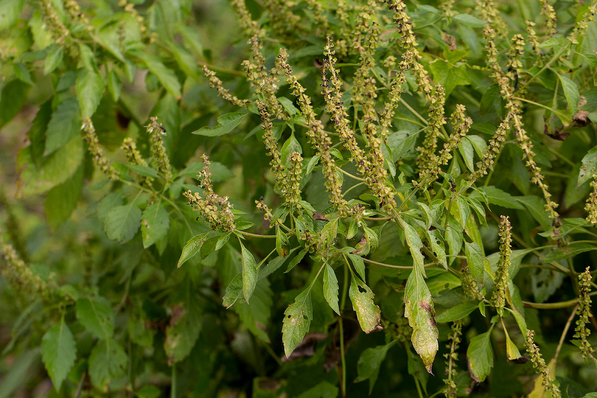 Ocimum gratissimum subsp. gratissimum var. gratissimum