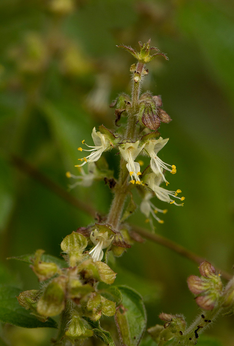 Ocimum gratissimum subsp. gratissimum var. gratissimum Ocimum gratissimum subsp. gratissimum var. gratissimum