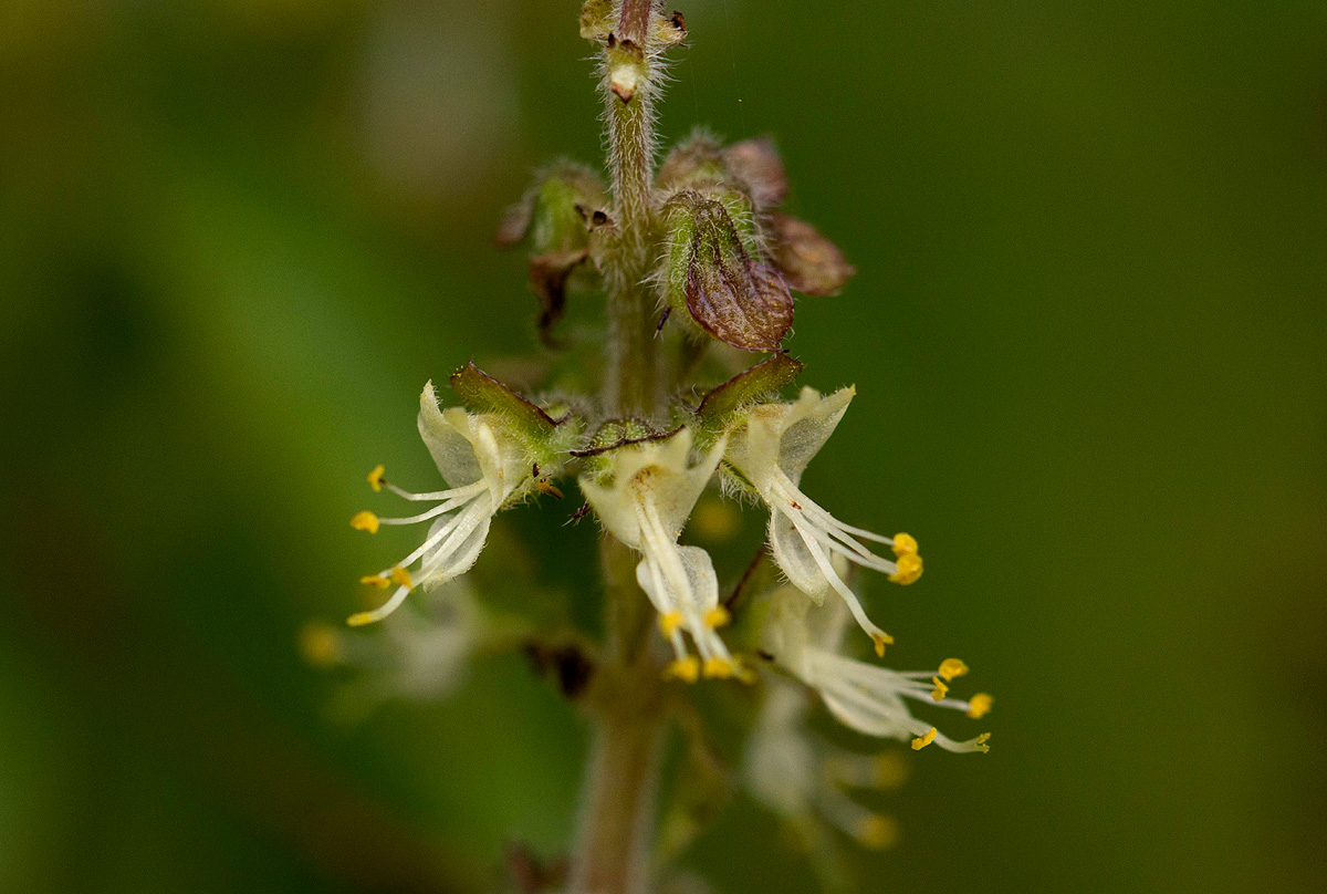 Ocimum gratissimum subsp. gratissimum var. gratissimum