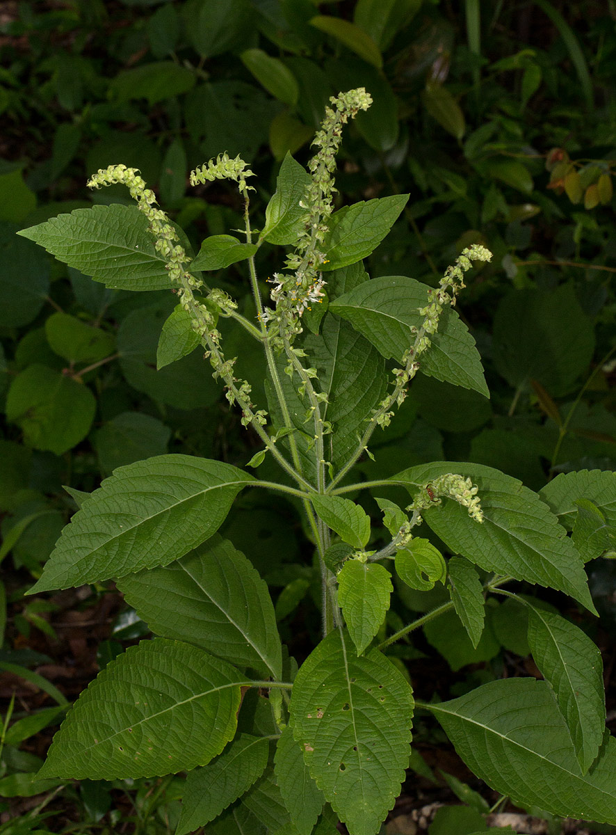 Ocimum gratissimum subsp. gratissimum var. gratissimum