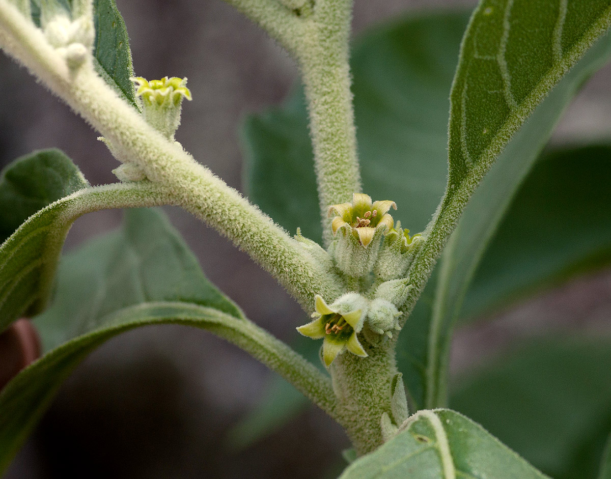 Withania somnifera Withania somnifera