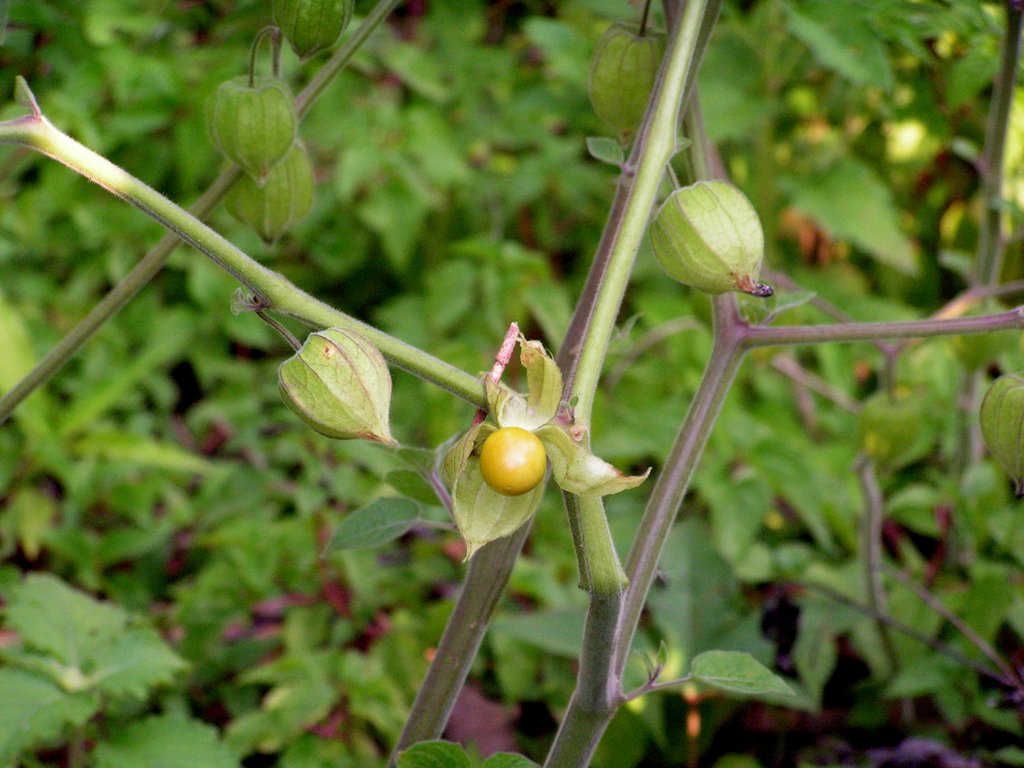 Physalis angulata