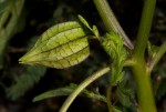 Physalis angulata