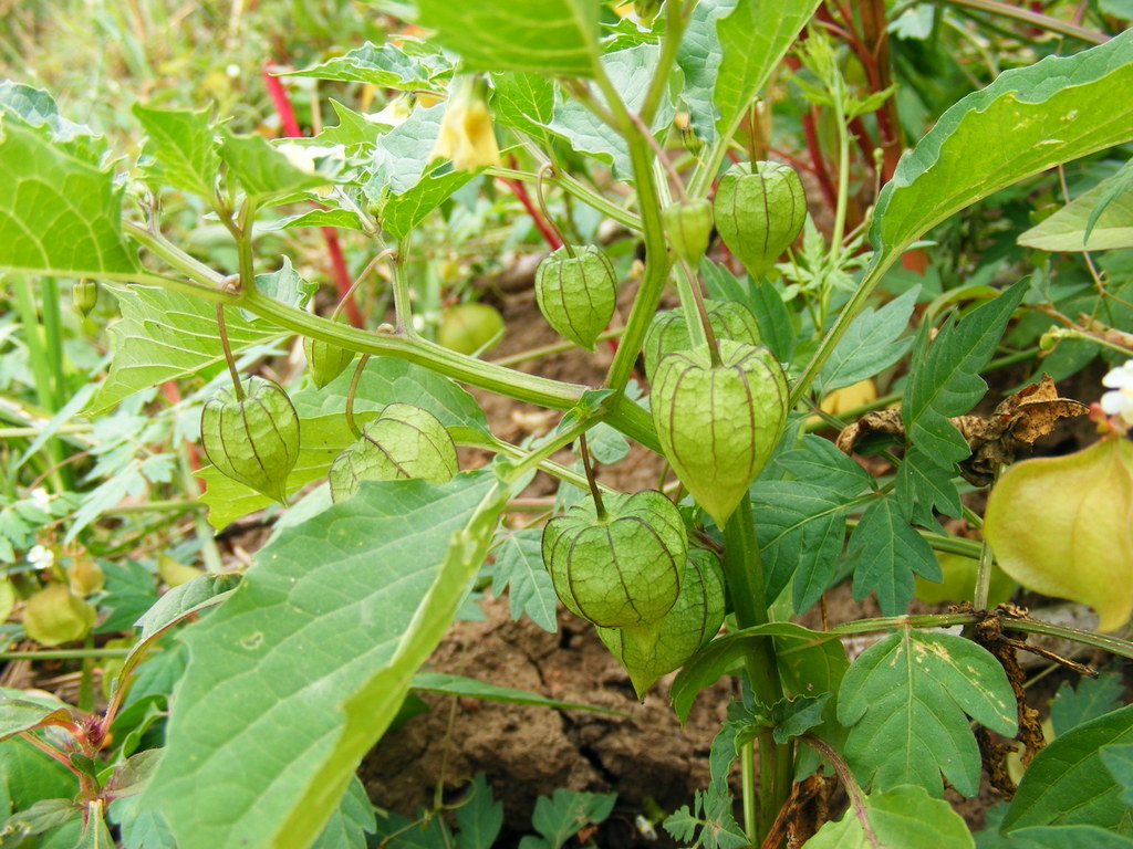 Physalis angulata