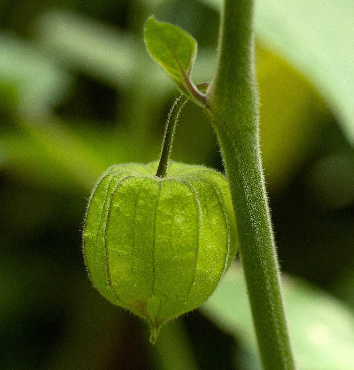 Physalis peruviana