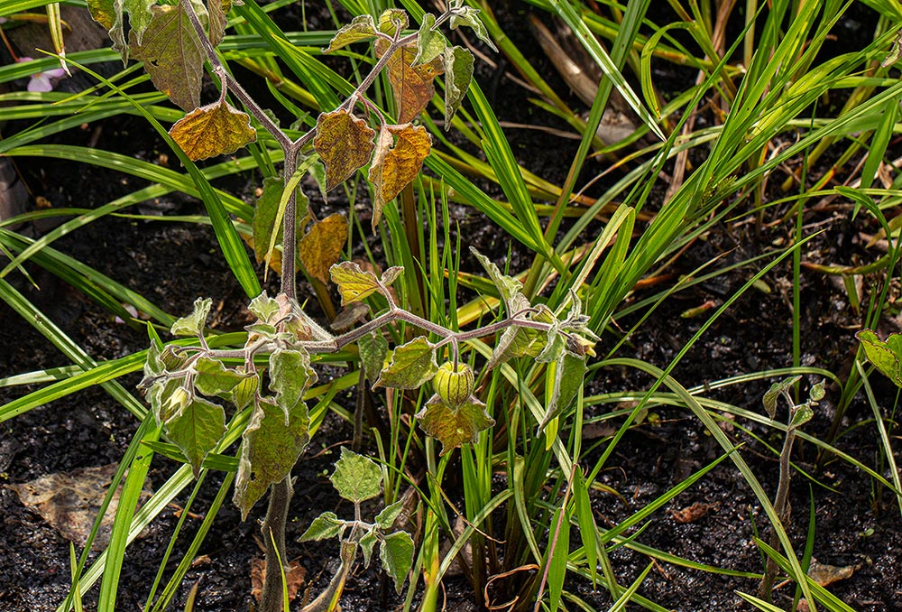 Physalis peruviana