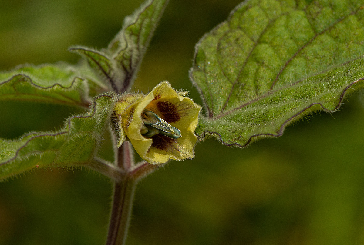 Physalis peruviana Physalis peruviana