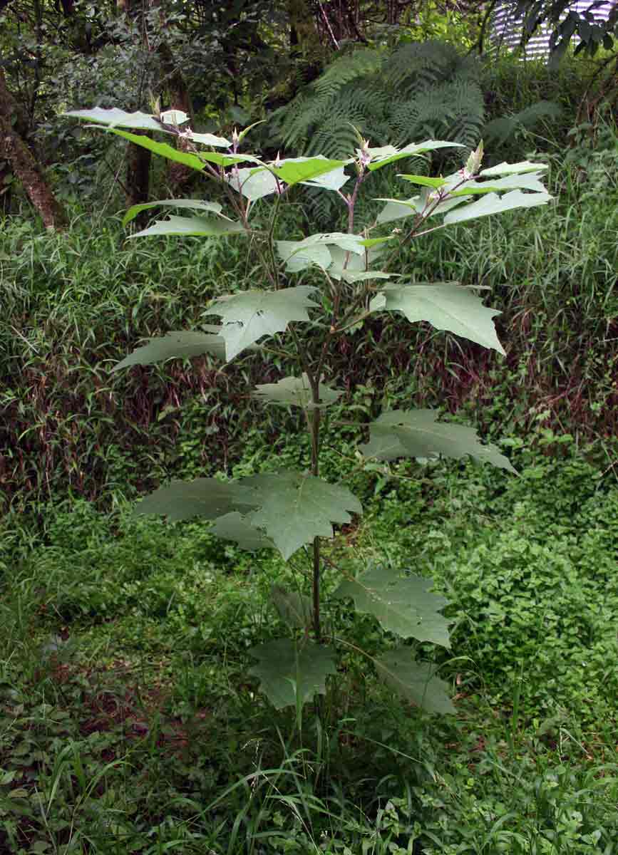 Solanum anguivi Solanum anguivi