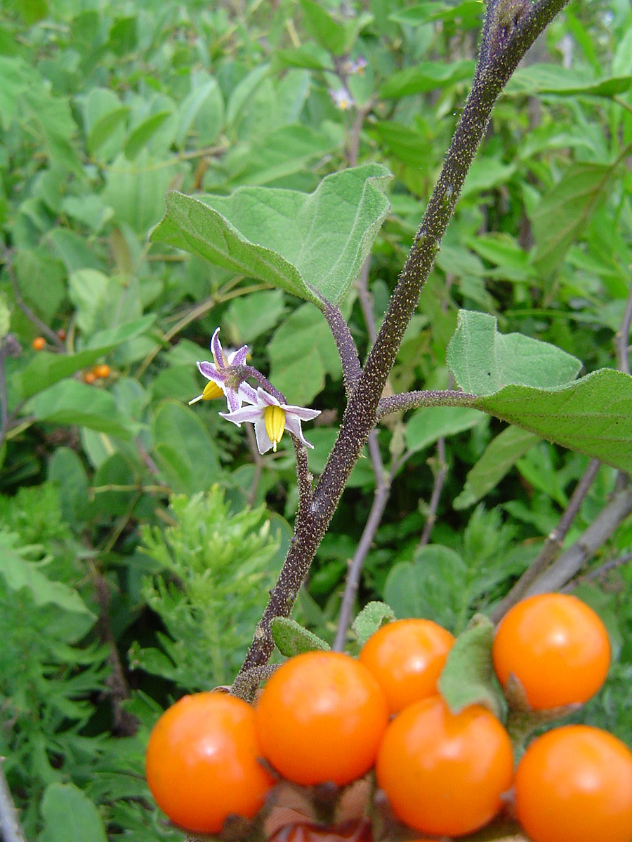 Solanum anguivi