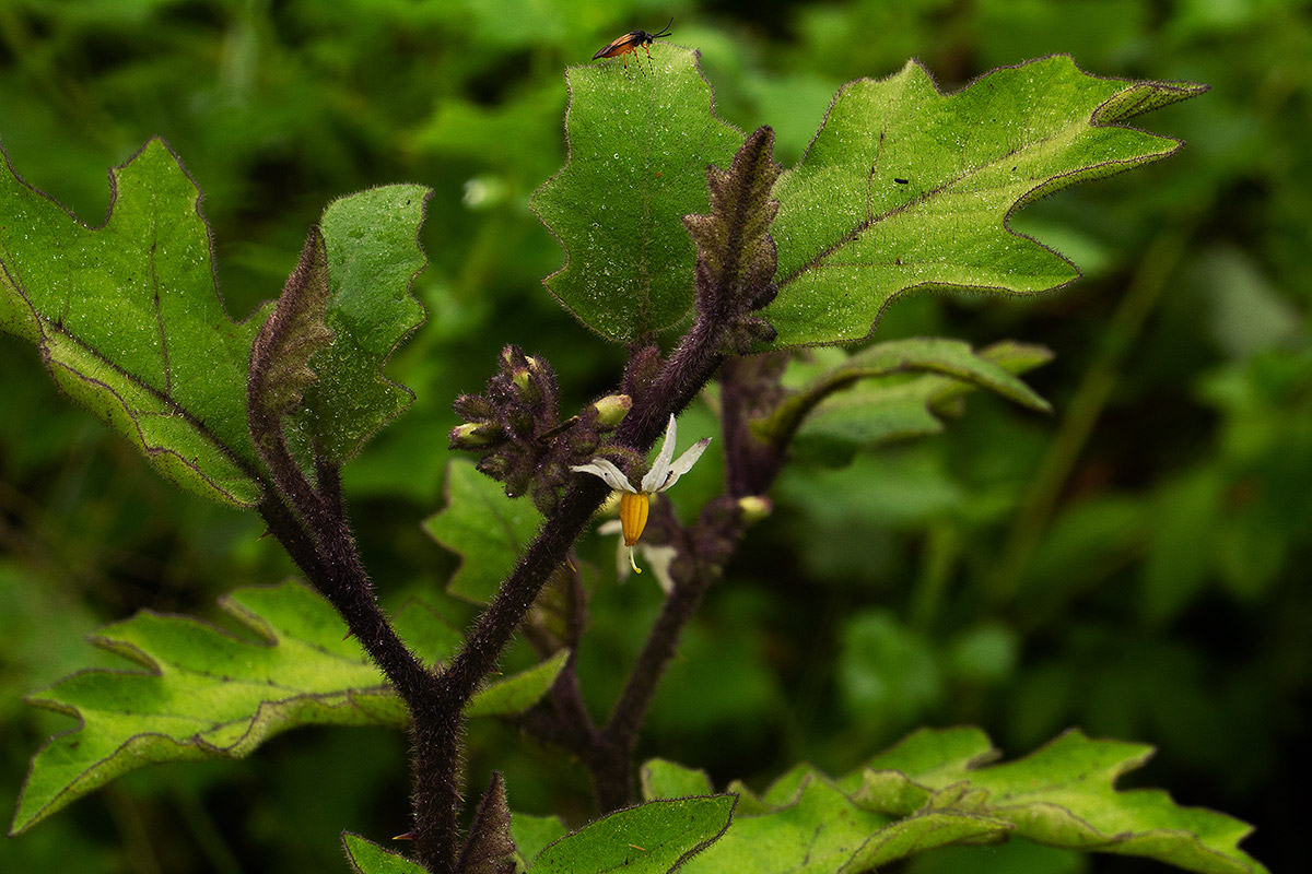 Solanum anguivi