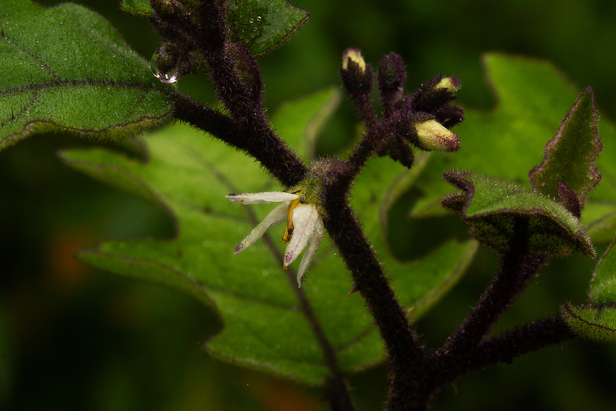 Solanum anguivi