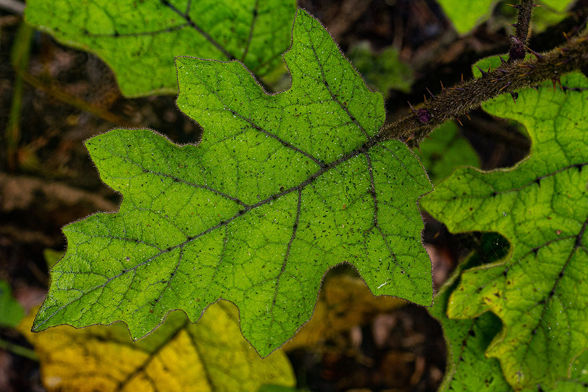 Solanum anguivi