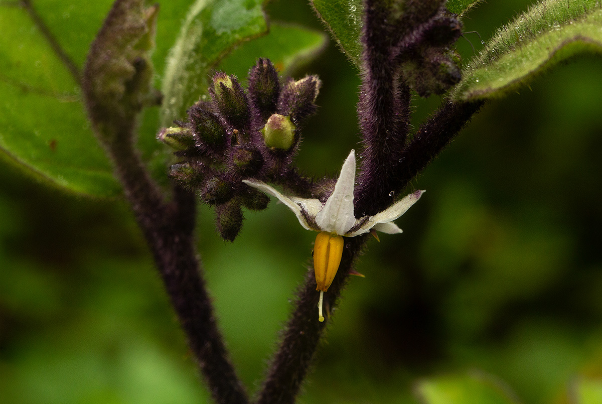 Solanum anguivi Solanum anguivi