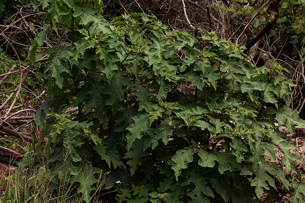 Solanum anguivi Solanum anguivi