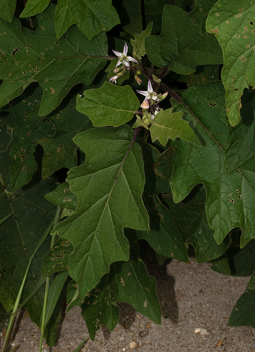 Solanum anguivi