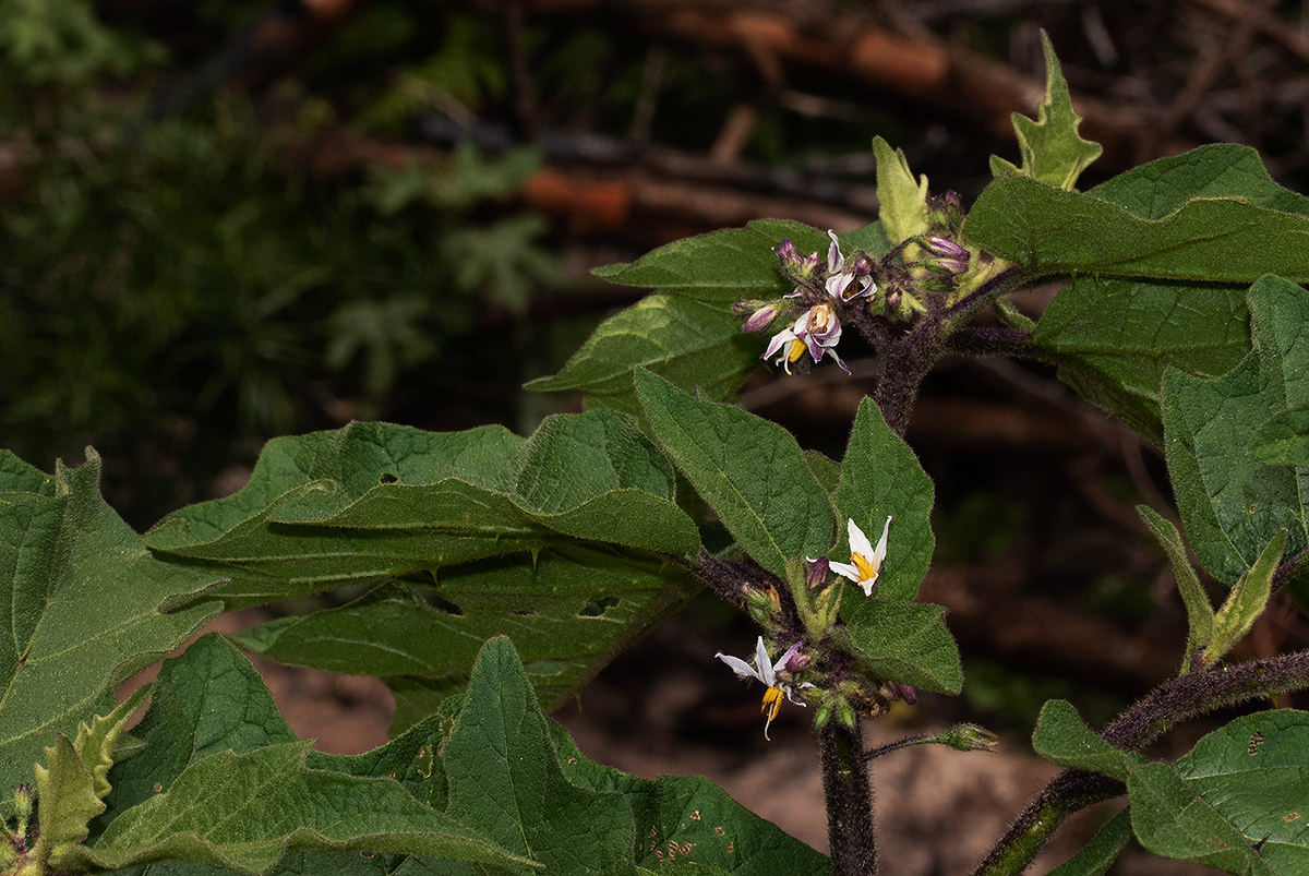 Solanum anguivi Solanum anguivi