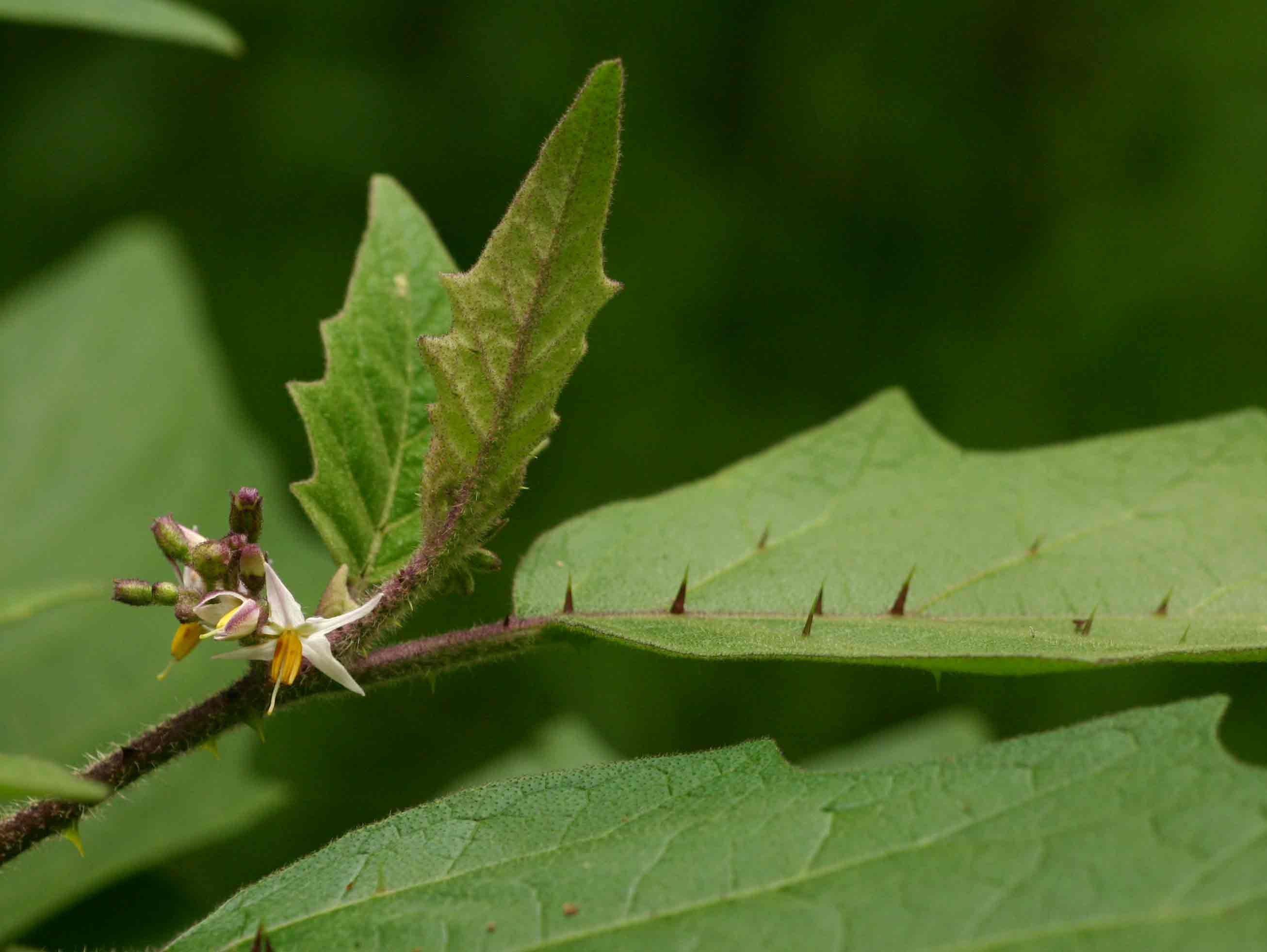 Solanum anguivi Solanum anguivi