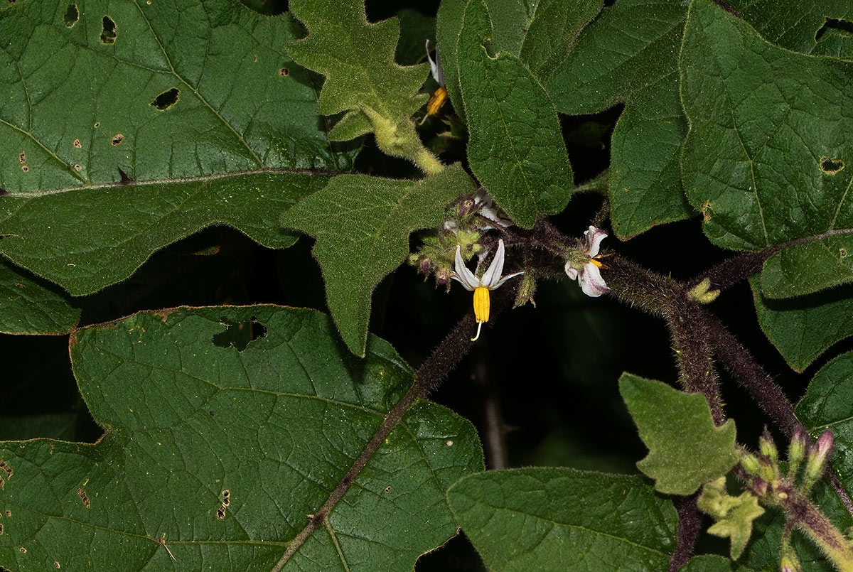 Solanum anguivi Solanum anguivi