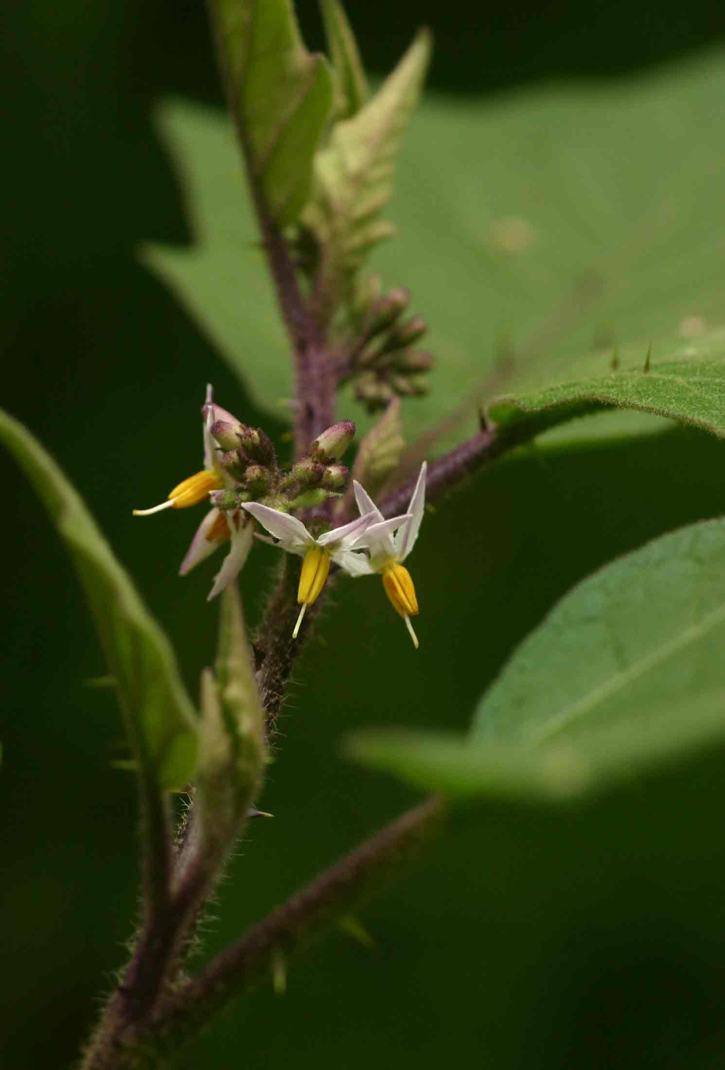 Solanum anguivi Solanum anguivi