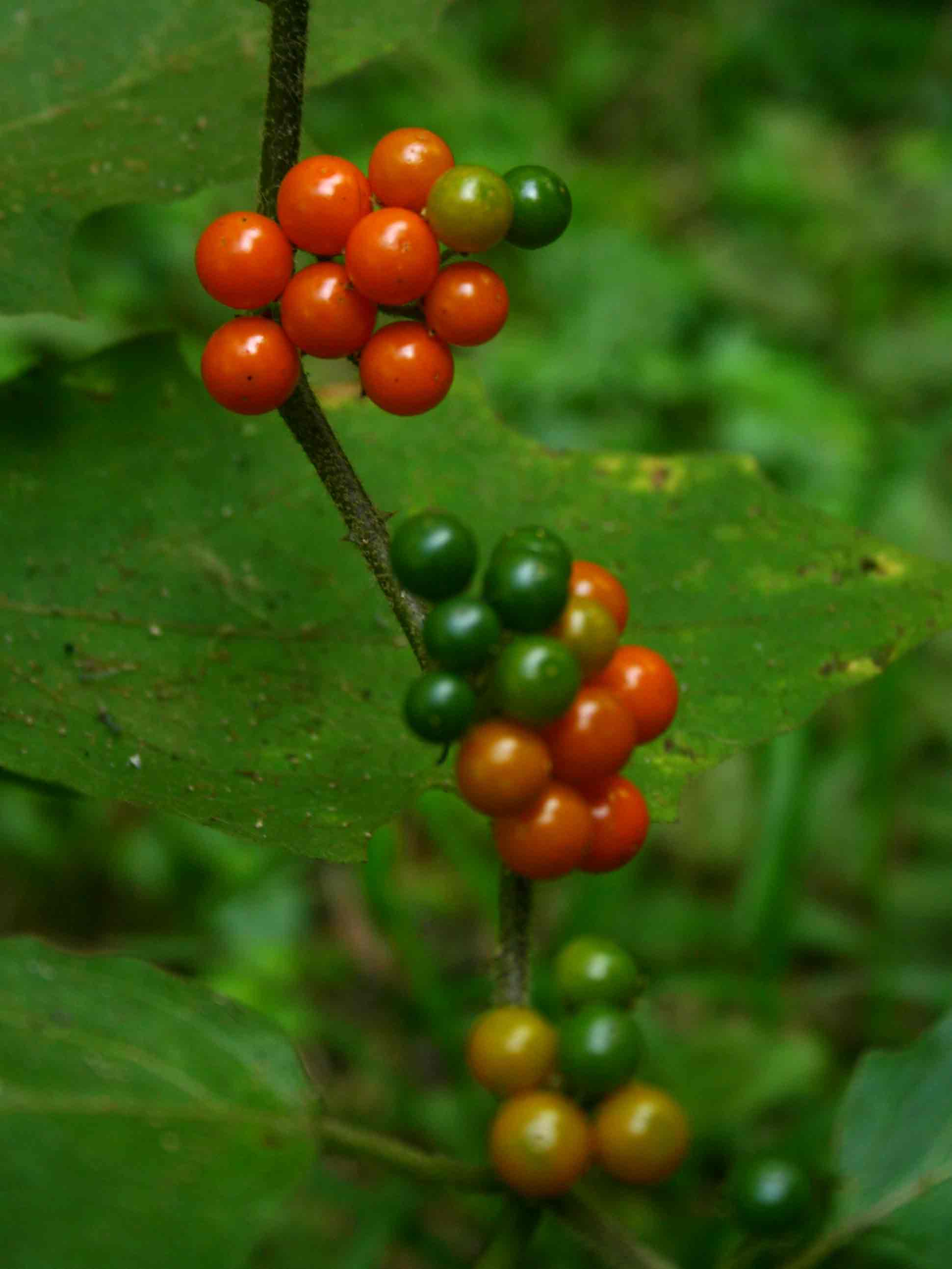 Solanum anguivi Solanum anguivi
