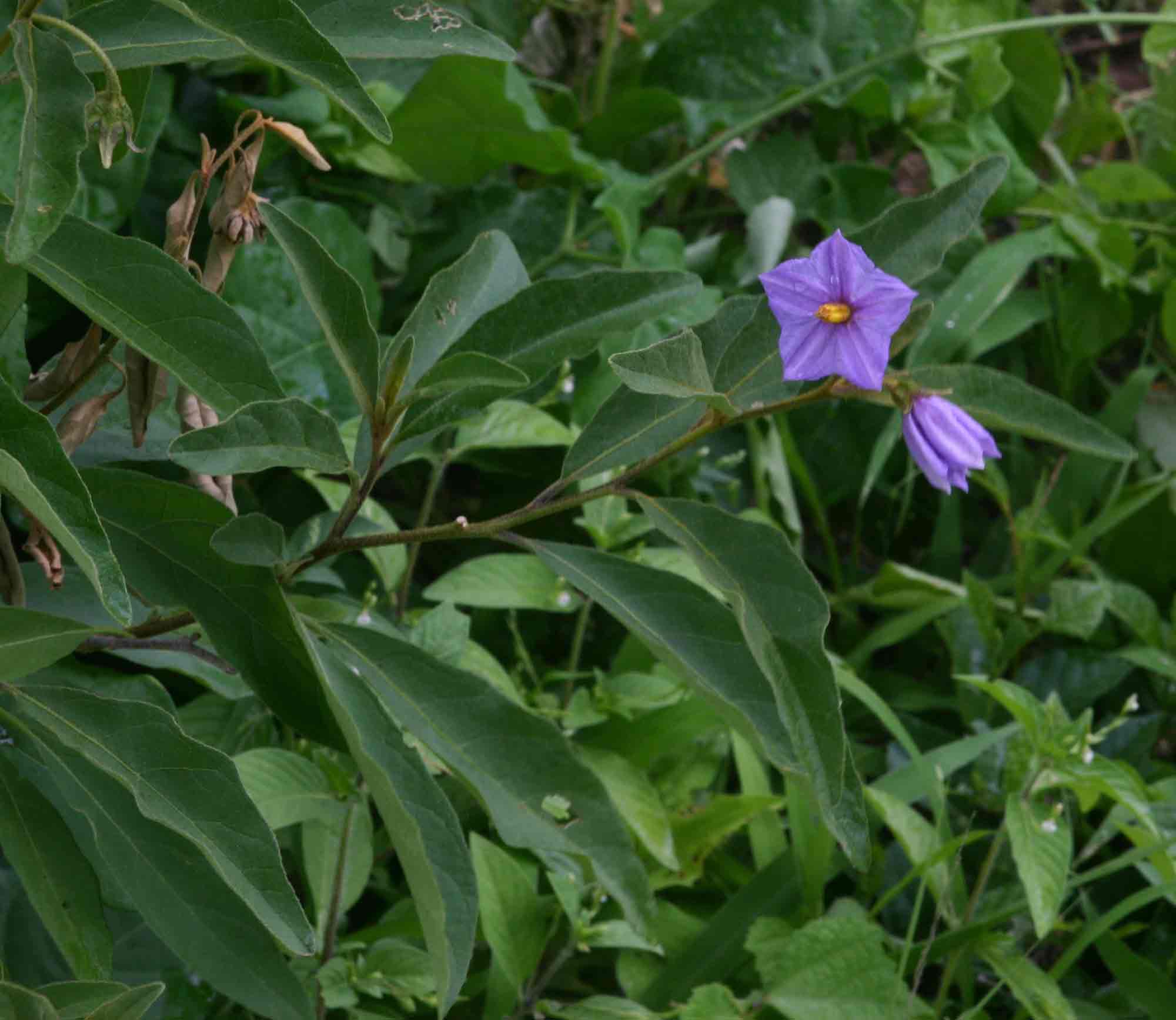 Solanum campylacanthum 'panduriforme type'