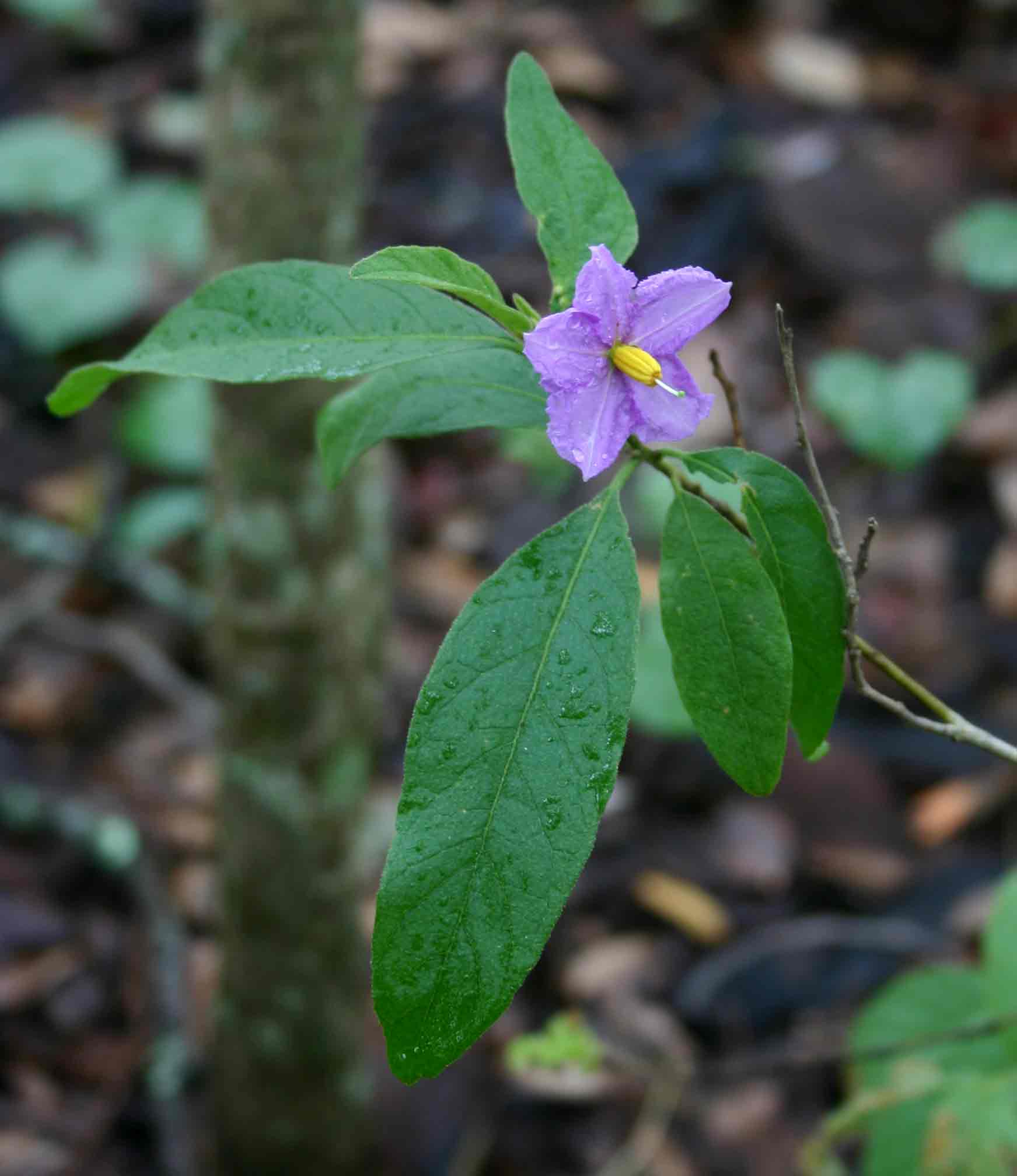 Solanum campylacanthum 'panduriforme type' Solanum campylacanthum 'panduriforme type'