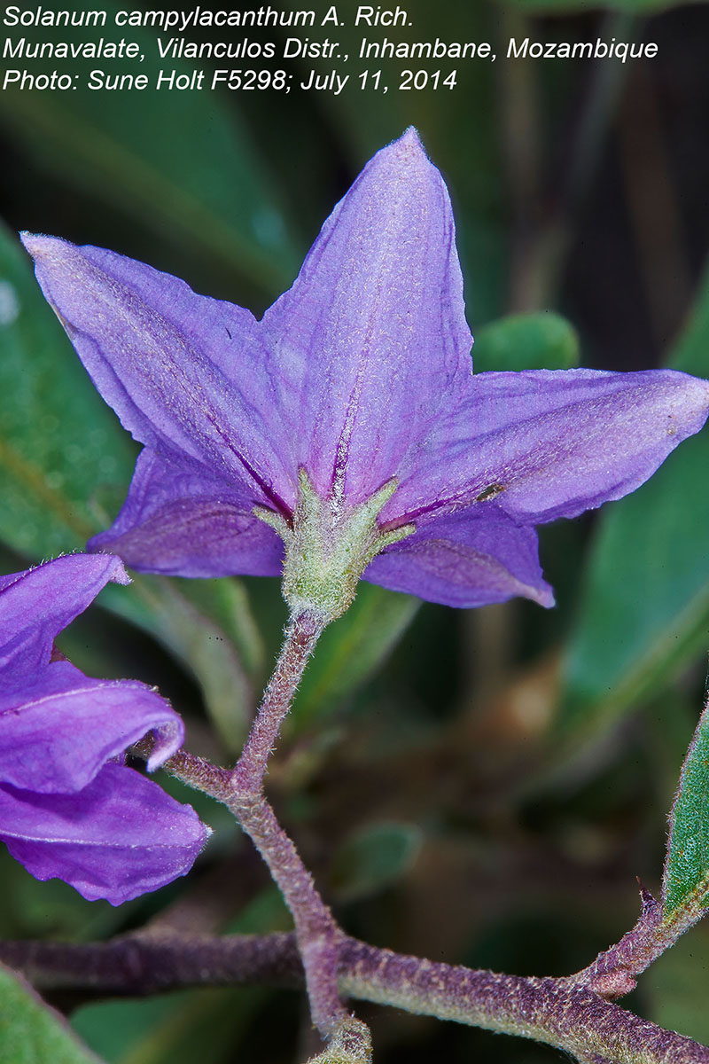 Solanum campylacanthum 'panduriforme type'