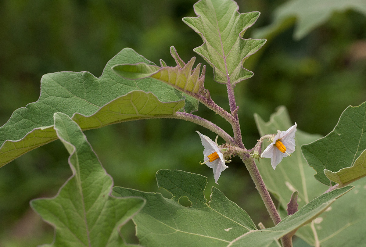 Solanum campylacanthum 'incanum type' Solanum campylacanthum 'incanum type'