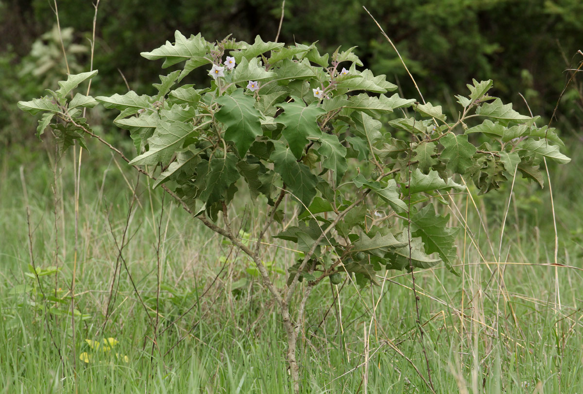 Solanum campylacanthum 'incanum type' Solanum campylacanthum 'incanum type'