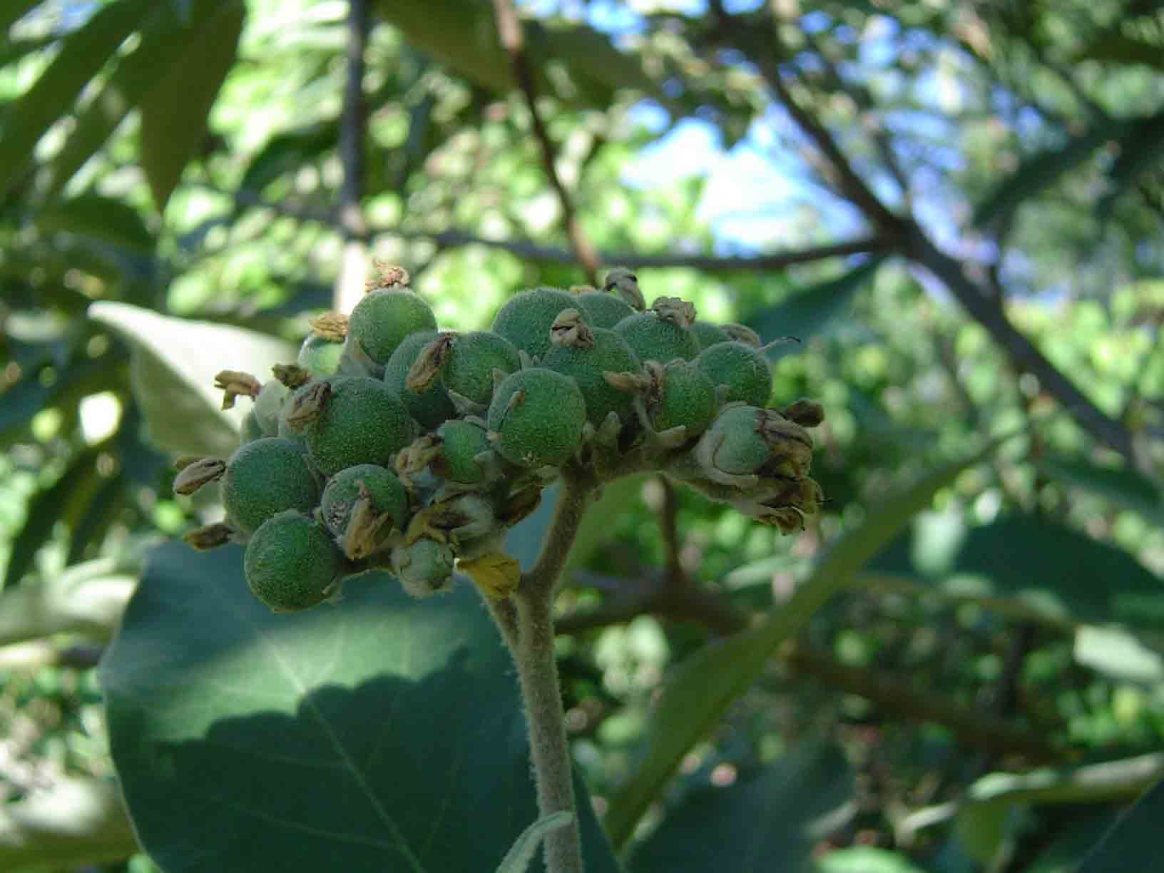 Solanum mauritianum Solanum mauritianum