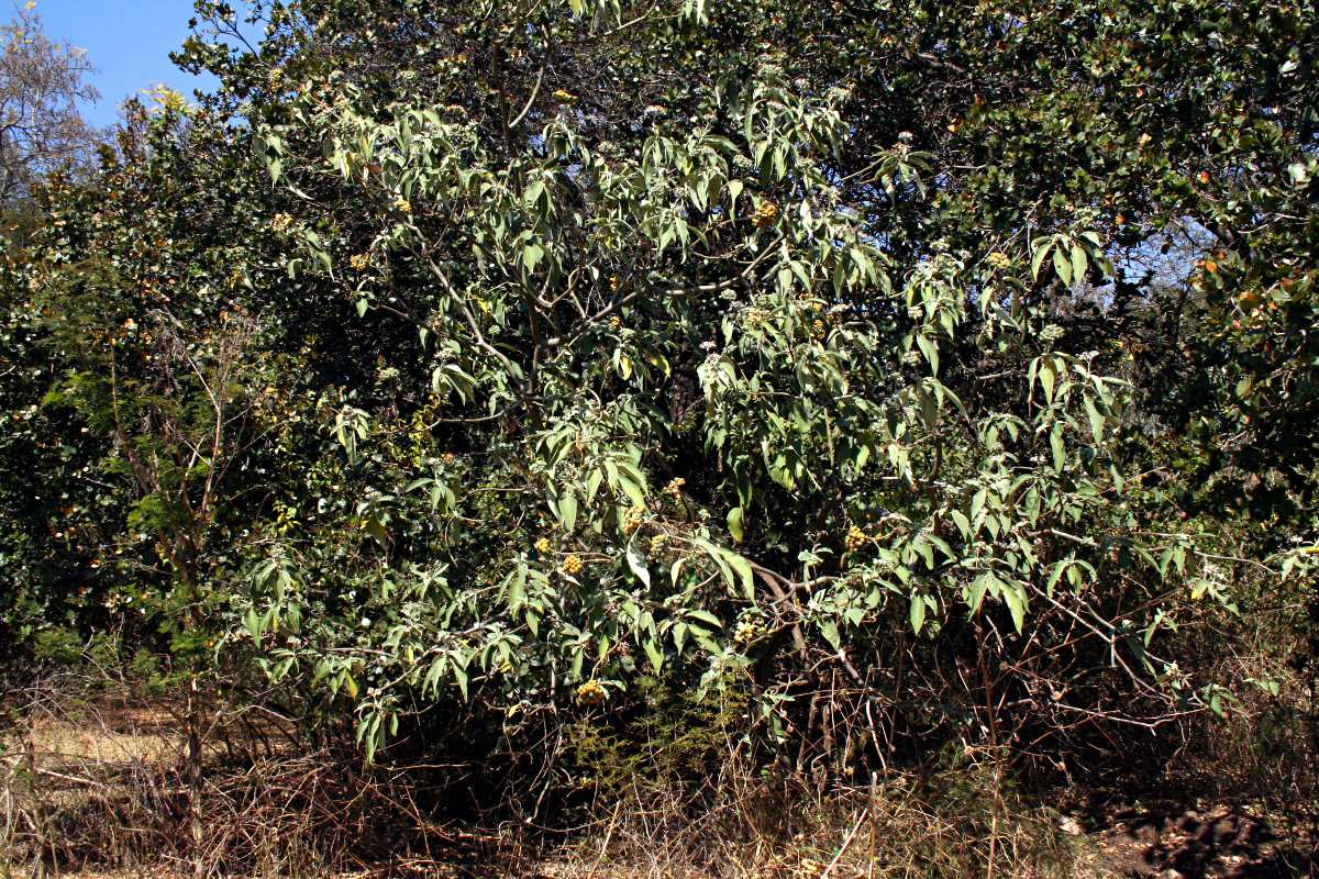 Solanum mauritianum Solanum mauritianum