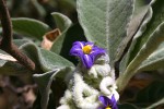 Solanum mauritianum