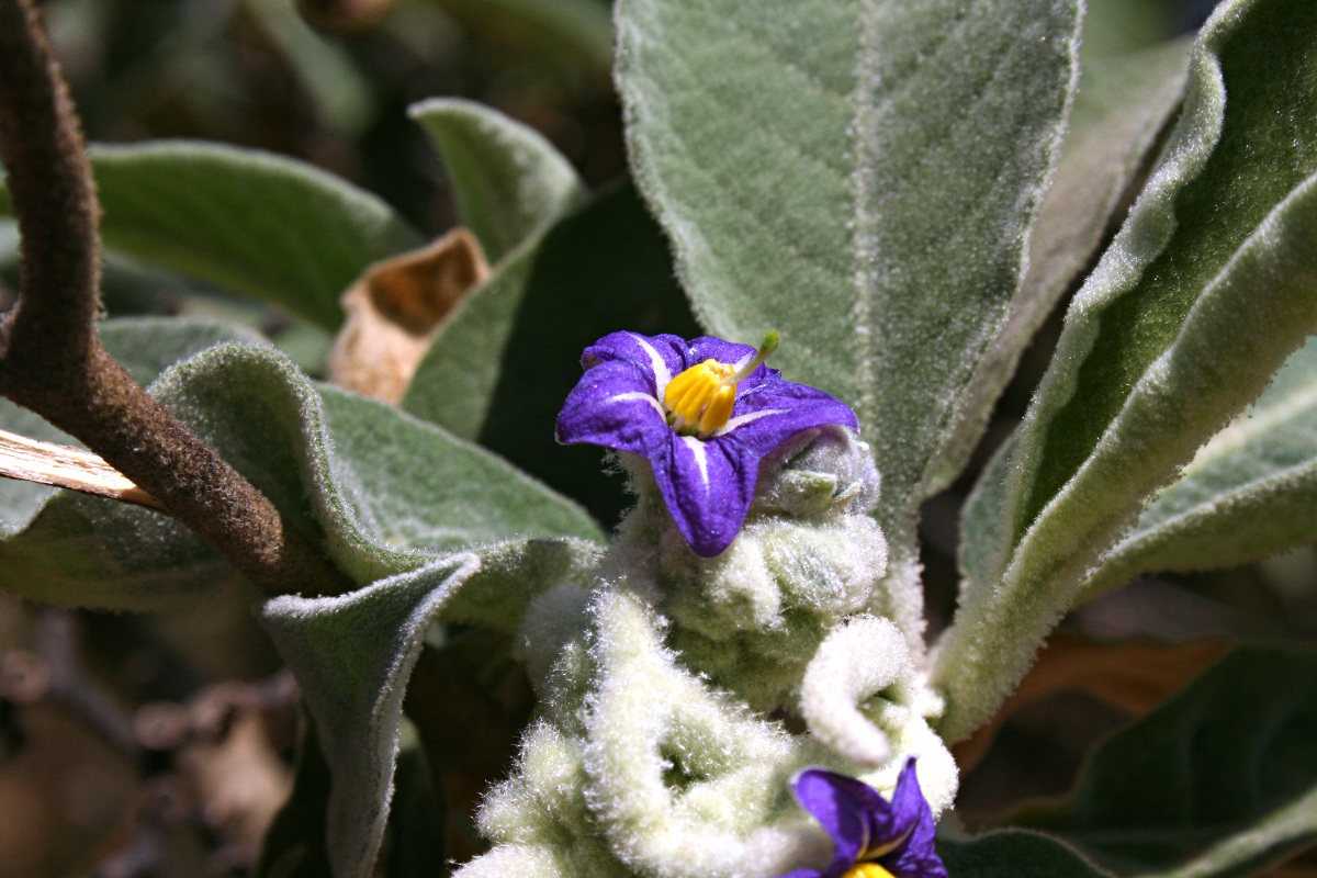 Solanum mauritianum