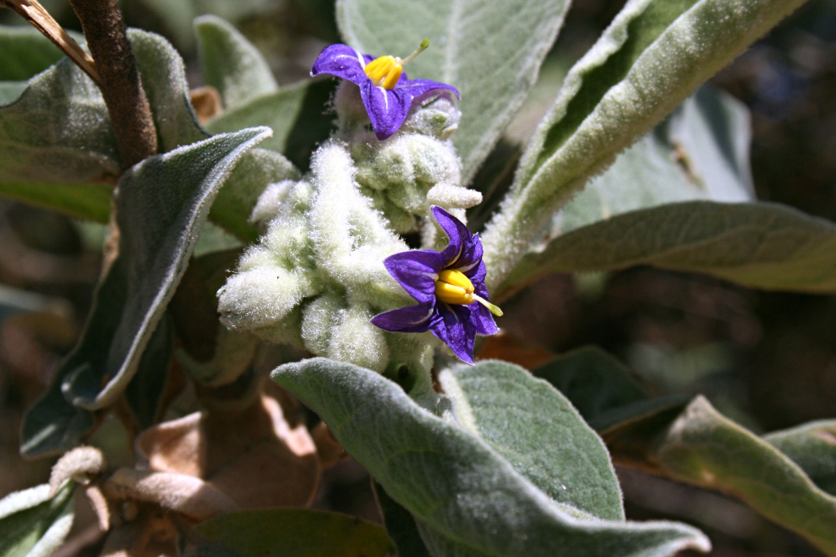 Solanum mauritianum Solanum mauritianum