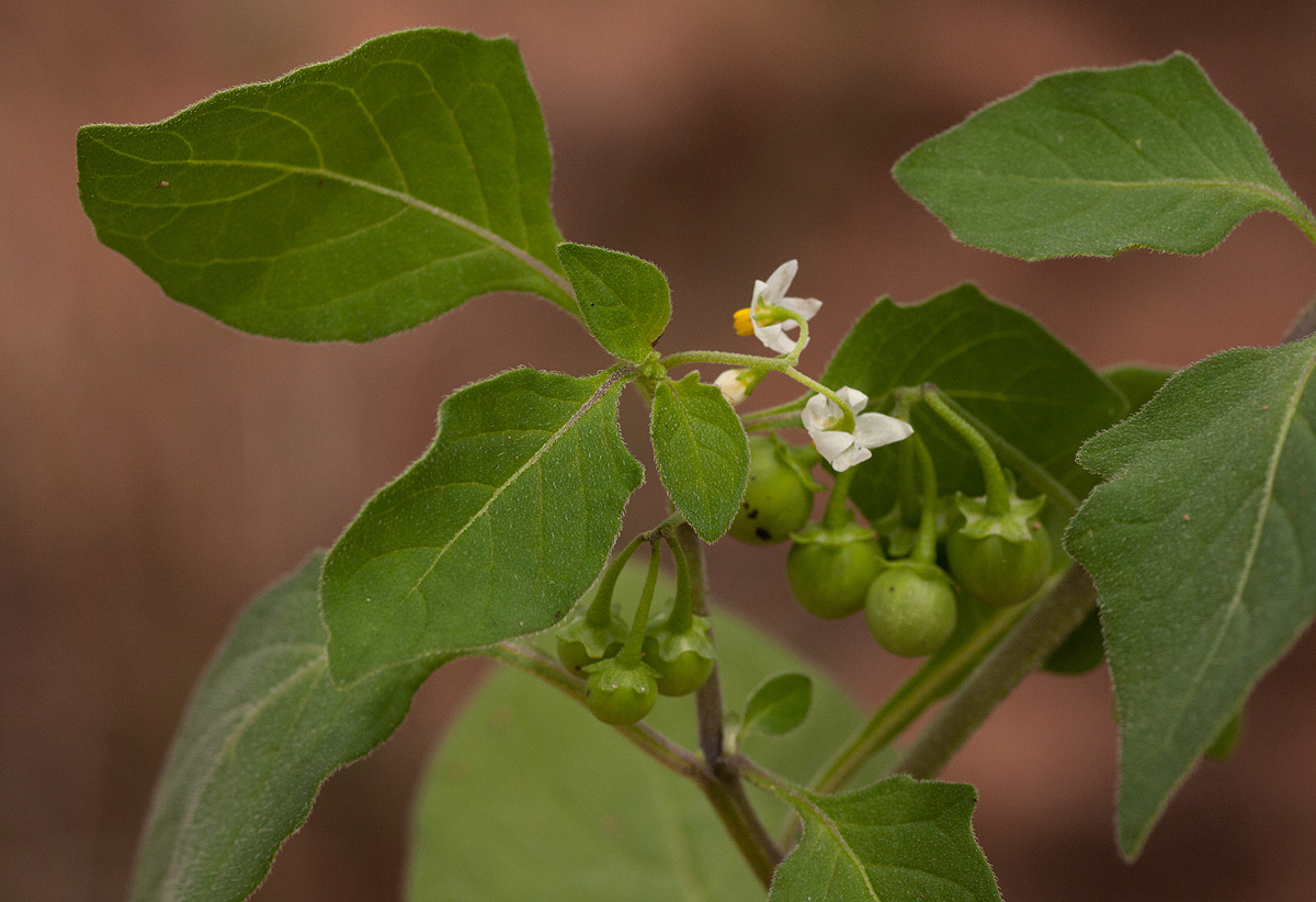 Solanum nigrum
